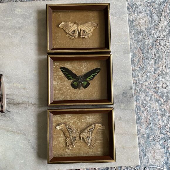 Vintage Taxidermy Entomology Butterfly Moth Framed Set of Three on Gold Velvet - Picture 1 of 10